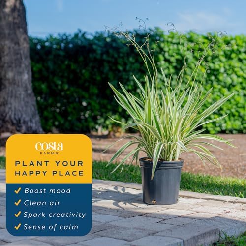 Costa Farms Flax Lily, Live Indoor Plant, Easy Care, Home Decor - Image 4