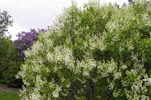 Syringa vul. X 'Primrose' (Lilac) Shrub, pale yellow flowers, #3 - Size Container - Image 3