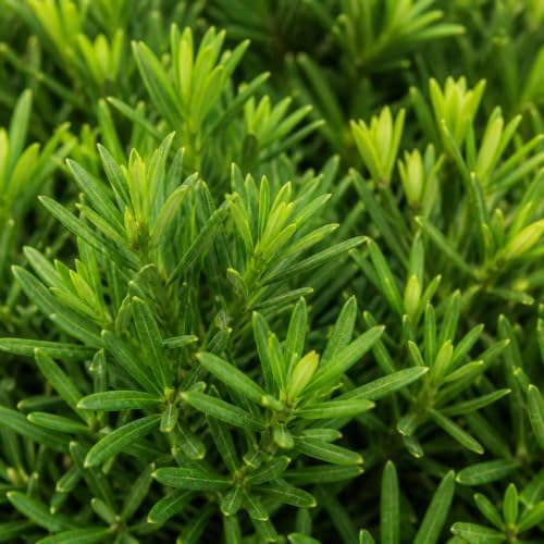 Podocarpus Japanese Yew | 3 Large Trade Gallon Size Plants | Podocarpus Macrophyllus | Evergreen Shrub, Low Maintenance, Drought Tolerant, Privacy Screen Landscaping, Fast Growing, Ornamental Foliage - Image 3