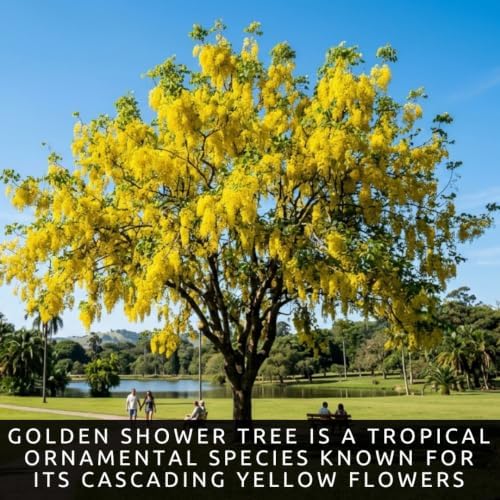 10 Golden Shower Tree Seeds | Cassia Fistula Flowering Tree Seeds - Image 2