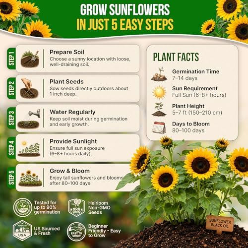 Sunflower Black Oil Seeds Pack 9G - Over 100 of Non-GMO Heirloom Sunflower Seeds for Planting Vegetables in Individual Seed Packet, Vegetable Seeds for Planting Indoor & Outdoor Garden - Image 6