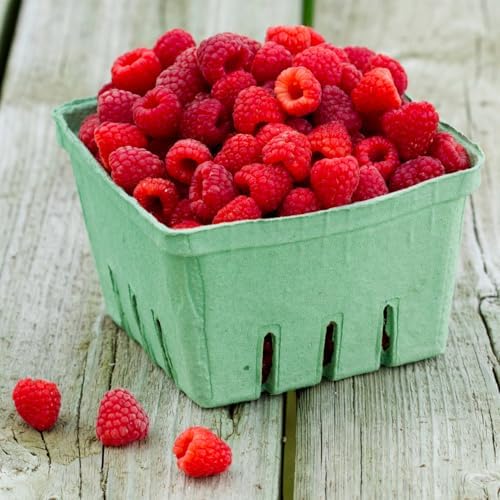 Red Raspberry Plant Live in 4" Pot - Edible Berry Bush Starter Plant - Image 5