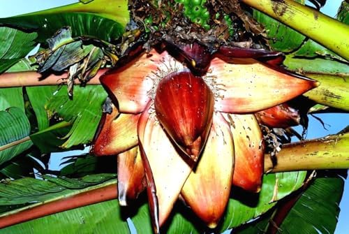 Red Abyssinian Banana (Ensete Maurelii) 5-9" Live Plant - Giant Red Leaf Ornamental Tree - Fast Growing Tropical Focal Point - Huge Container Accent - Image 6
