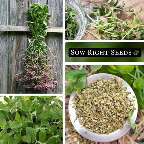 Sow Right Seeds - Oregano Seed for Planting a Perennial Herb Garden - Image 4