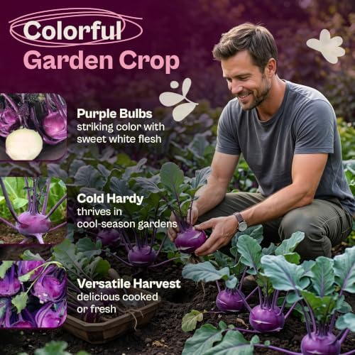 SVI 750 Purple Vienna Kohlrabi Heirloom Vegetable Seeds Brassica oleracea - Image 3