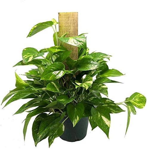 American Plant Exchange Golden Pothos Totem Pole – Live 6-Inch Potted Climbing Vine, Easy-Care Air Purifying Houseplant, Fast-Growing Tropical Indoor Plant for Home, Office & Indoor Décor by AmericanPlantExchange