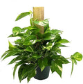 American Plant Exchange Golden Pothos Totem Pole – Live 6-Inch Potted Climbing Vine, Easy-Care Air Purifying Houseplant, Fast-Growing Tropical Indoor Plant for Home, Office & Indoor Décor by AmericanPlantExchange