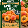 8 Apricot Tree Seeds | Prunus Armeniaca Fruit Tree Seeds by CZGrain