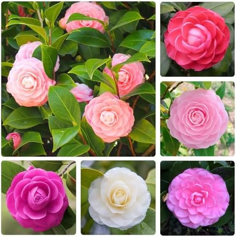 15+ Mix Camellia Flower Seeds for Planting-Non-GMO Heirloom Plant Seeds Garden Outdoor by Unknown
