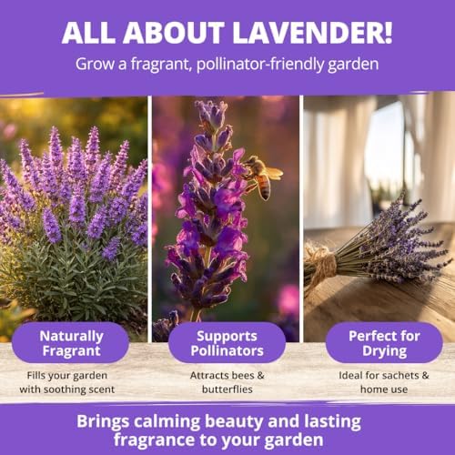 HOME GROWN Non GMO English Lavender Seeds 3,000+ Wildflower Seed for Planting Indoor/Outdoor, High Germination, Plant Flower Seeds (Lavandula antustifolia) (Pack of 3) - Image 3