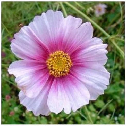 Gold Crest Cosmos - Long Blooming Season - 2 to 3 Feet Tall - Image 3