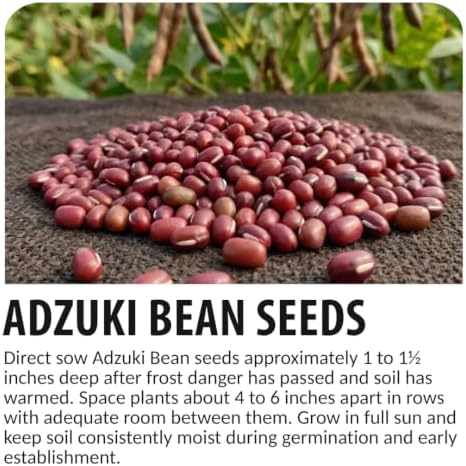 100 Adzuki Bean Seeds | Vigna Angularis Edible Bean Seeds for Planting - Image 6
