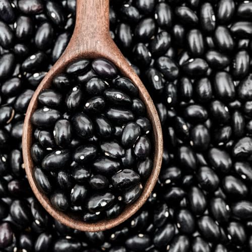 Black Bean Live Plant, 3-6 Inch Tall Seedlings in 4 Inch Pot - Image 2