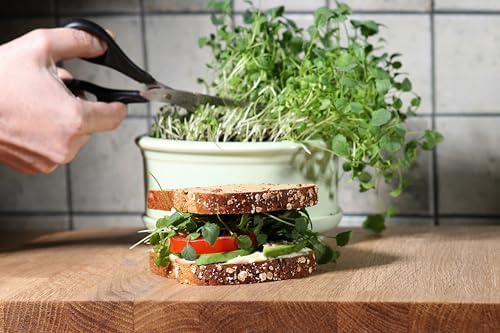 Organic Broccoli Seeds for Sprouting Microgreens – Heirloom, Non GMO Seed Packet to Plant & Grow Organic Broccoli in Home Indoor Hydroponic Gardens – Great Gardening Gift (1 Packet Approx 250 Seeds) - Image 3