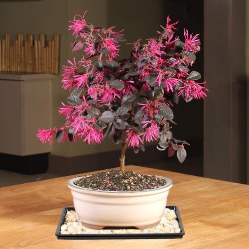 Brussel's Bonsai - Medium Live Bonsai Tree with Tray, Potted Indoor Plant - Image 5