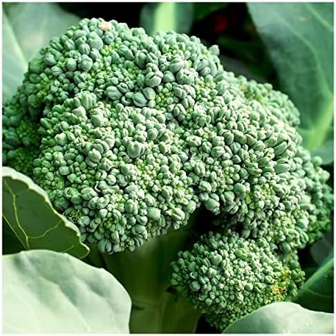 1 Oz Organic Waltham Broccoli Seeds - Gold Vault Packet - Image 3