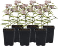 Narrowleaf Milkweed 6 Live Plants (Asclepias fascicularis) – California Native Wildflower for Outdoor Gardens, Monarch Butterfly Host Plant, Drought Tolerant Pollinator Friendly Landscaping by MyHomePark