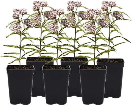 Narrowleaf Milkweed 6 Live Plants (Asclepias fascicularis) – California Native Wildflower for Outdoor Gardens, Monarch Butterfly Host Plant, Drought Tolerant Pollinator Friendly Landscaping by MyHomePark