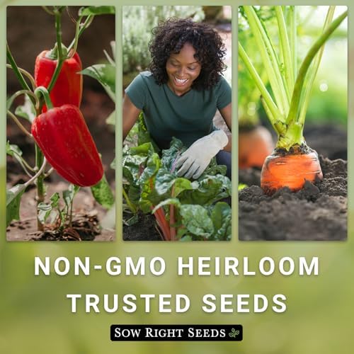 Sow Right Seeds - Champion Radish Seed for Planting Outdoor Red Radishes - Image 6