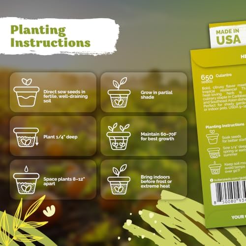 650 Vietnamese Culantro Heirloom Herb Seeds for Planting, Eryngium Foetidum - Image 3