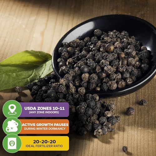 Black Pepper Piper nigrum Plant (1-Pack) Spice Plant by Wellspring Gardens - Image 5