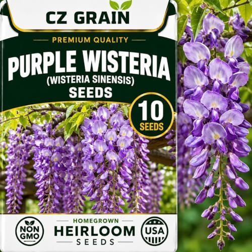 10 Chinese Wisteria Seeds | Wisteria Sinensis Purple Flowering Vine Seeds by CZGrain