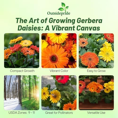 Outsidepride Fire Dark Eye Mix Gerbera Seeds - 20 Pcs Perennial, Compact & Low Maintenance, Flower Seeds for Planting w/Vibrant Mixed Blooms, Ideal for Garden Landscaping & Cut Flower Arrangements - Image 2