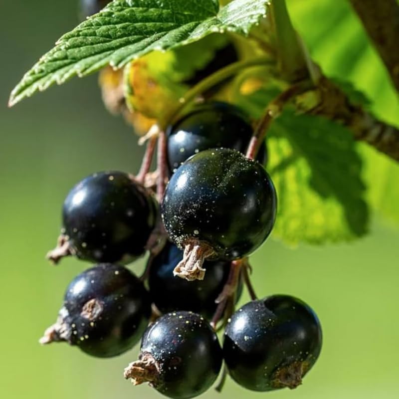 Black Currant Bush Live Plant, Sweet Berry Plant, 6-12 Inch Tall - Image 3