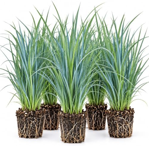 Blue Wood Sedge (Carex flaccosperma) Live Plant Plug – Native Evergreen Ornamental Grass – Shade Loving Groundcover – Low Maintenance Landscape Perennial (3) - Image 2