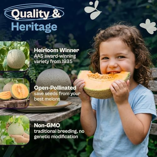 SVI 100 Imperial 45 Cantaloupe Melon Seeds (Cucumis Melo) – Sweet Golden Melon, Open-Pollinated, Non GMO, Heirloom Seed Packets – Ideal Vegetables Seeds for Garden Plots, Raised Beds & Greenhouses - Image 3