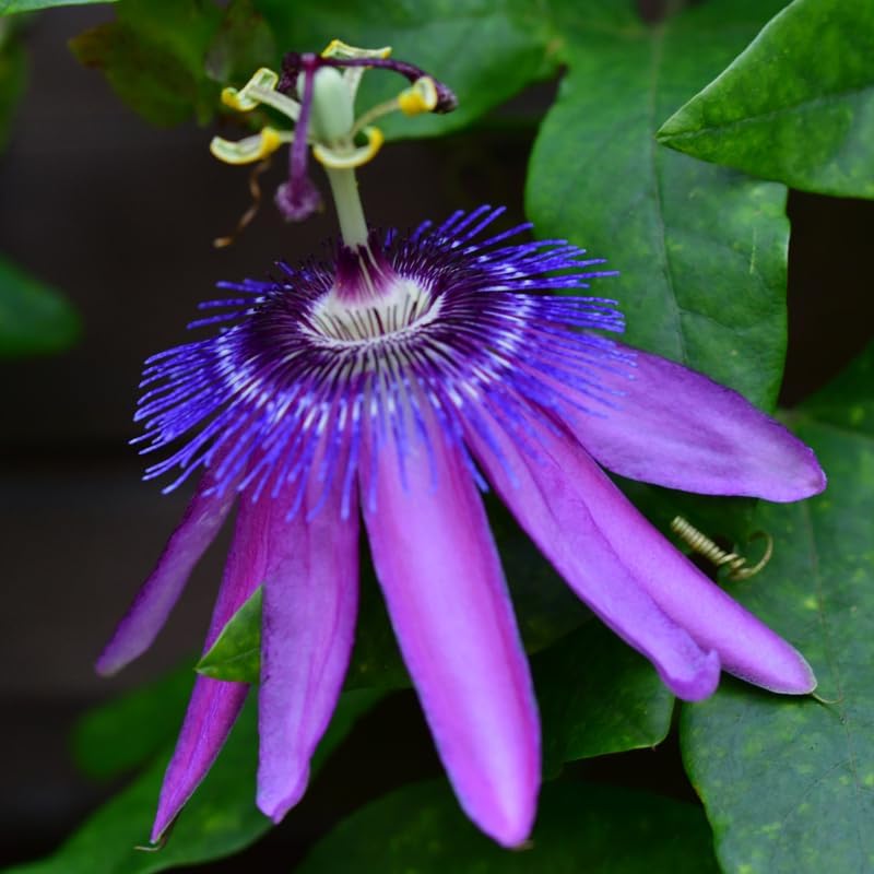 Lavender Passion Flower Live Plant, Passiflora Trellis Vine, 4-8 Inches by UIOTER