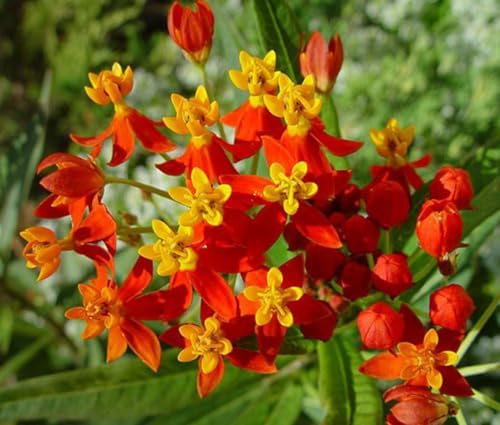 3 Red Milkweed Live Plants, Hardy Milkweed Shrub, 4-9 Inches - Image 2