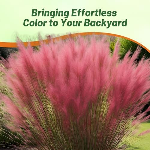 Outsidepride Ruby Muhly Ornamental Grass Seeds - 100 Pcs, Perennial, Drought Tolerant, Low Maintenance, Ornamental Tall Grass Plants, Fast Growing for Landscaping, Outdoor Garden, Privacy Plants - Image 6
