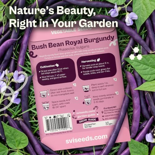 SVI 60 Royal Burgundy Bush Bean Heirloom Vegetable Seeds Phaseolus vulgaris - Image 2