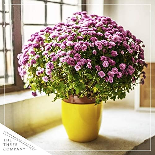 Chrysanthemum (2 Pack) - Pink Blooms, Live Fall Flowering Perennial, 13" Tall by 12" Wide in 3 Qt Pot - Image 6