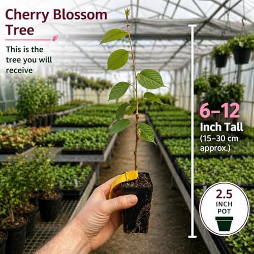 Kwanzan Cherry Tree Live Plant, 6-12 Inch Tall Starter Plant, Japanese Cherry Blossom Tree, Easy Care Flowering Tree for Planting Outdoors - Image 2