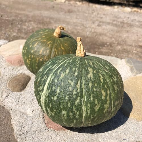 Kurihomare Kabocha F1 Winter Squash Seeds: 15 Count - Image 2