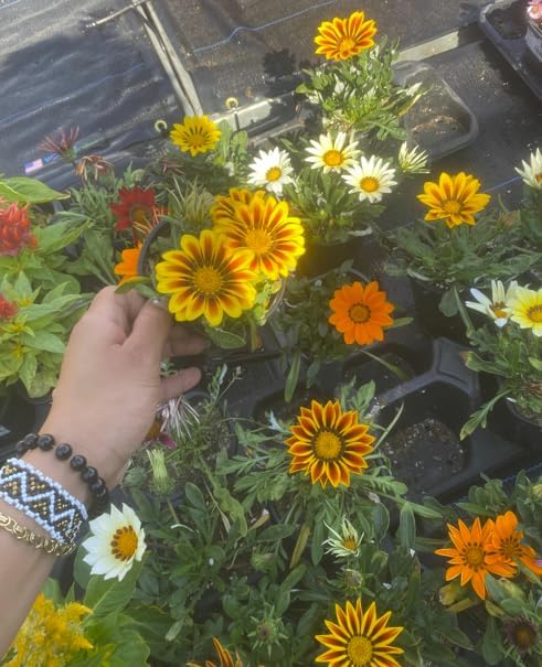 4 Pack Live Gazania Plant, Mixed Colors, 4-Inch Pot, Sun-Loving Annual Flowers for Garden and Containers. California Delivery by Unknown