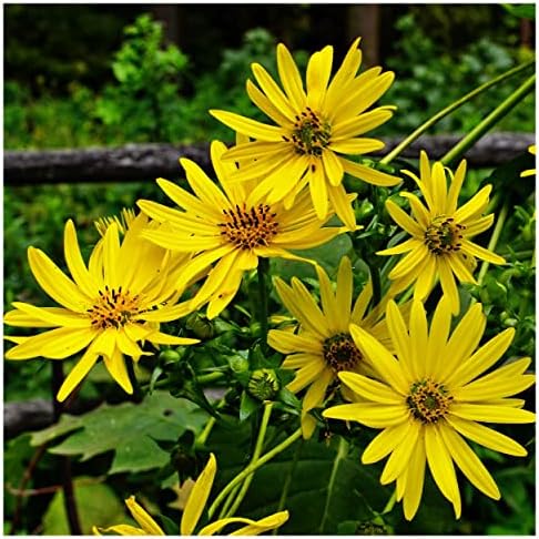75 Cup Plant Native Wildflower Seeds - Gold Vault Jumbo Seed Packet - Image 3
