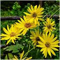 1 Lb Cup Plant Native Wildflower Seeds - Gold Vault by Everwilde+Farms