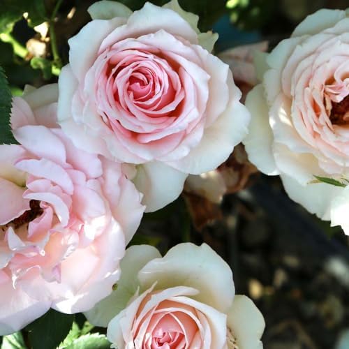 Heirloom Hardy Roses, Live Own Root Plant, Hawkeye Belle - Image 3