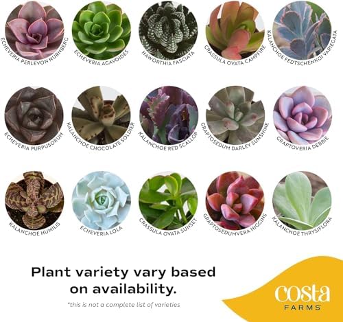 Costa Farms Mini Succulents, Live Indoor Plant, Easy Care, Home Decor - Image 3