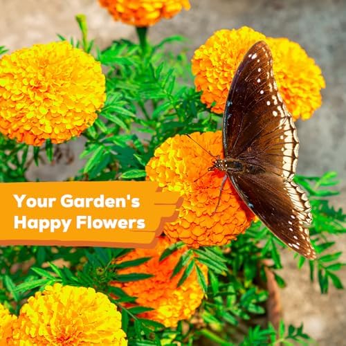Tri-Color French Marigold Seeds for Planting – 4OZ 38,000+ Open-Pollinated Flower Seeds to Plant, High Germination Rate, Fast Blooming for Gardens, Containers & Companion Planting - Image 6