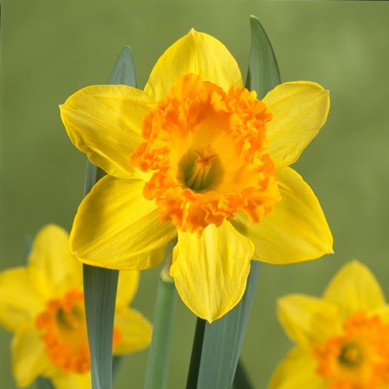 Fortune Daffodil Flower Bulbs Jumbo Pack - 25 Bulbs per Pack - Deer Resistant - Good as Cut Flowers - Grows Well in Containers - Naturalizing - Perennializing - Image 3