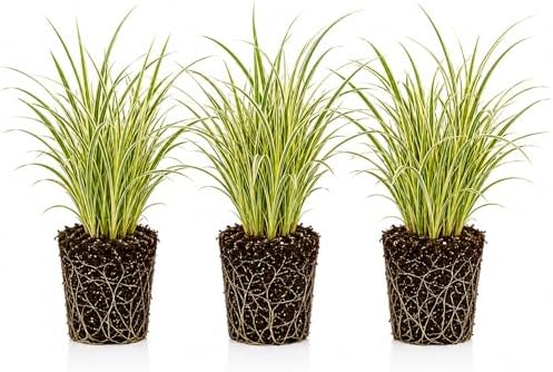 Pennsylvania Sedge Live Plant Plugs – Carex pensylvanica Native Shade Grass Starter Plants – Low Maintenance Ground Cover for Woodland Gardens & Landscaping (5 Plants) - Image 2