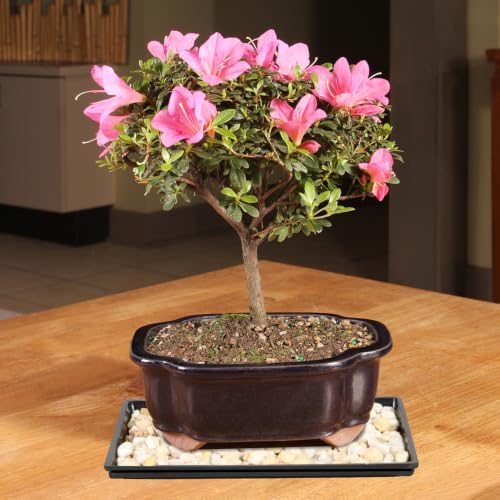 Brussel's Bonsai - Medium Satsuki Azalea Live Bonsai Tree, Potted Outdoor Plant - Image 4