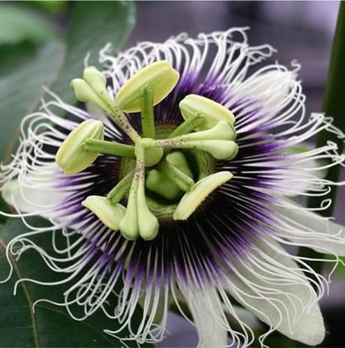 Passion Fruit Living Plant Cold Weather Hardy from Zone 2-13 Almost All Regions of USA in 4" pots (from Cutting) - Image 2