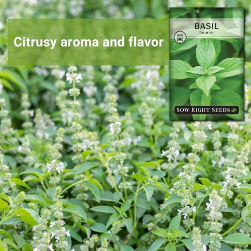 Sow Right Seeds - Lemon Basil Seed for Planting Indoor Outdoor - Image 3