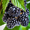 Ouachita BlackBerry Live Plant (5-9" Tall) – Thornless Sweet Berry Bush – Zones 6-9 – Upright Rubus Starter for Patio Containers or Gardens – Disease Resistant & High Yield by Unknown