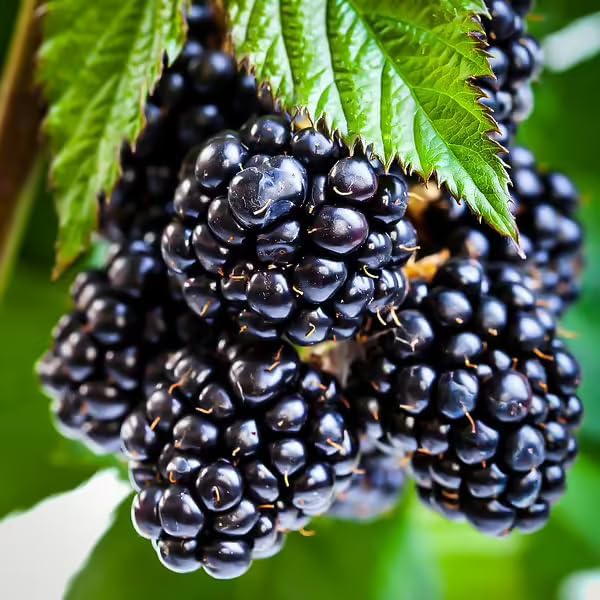 Ouachita BlackBerry Live Plant (5-9" Tall) – Thornless Sweet Berry Bush – Zones 6-9 – Upright Rubus Starter for Patio Containers or Gardens – Disease Resistant & High Yield by Unknown